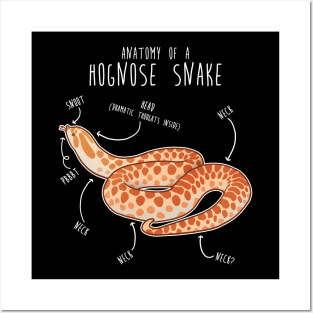 Albino Hognose Snake Anatomy Posters and Art